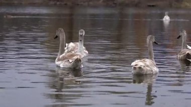 Şehir parkında dört zarif kuğu doğal güzelliklerini sergileyerek sakin sularda süzülüyor. Huzurlu ortam, yakınlardaki izleyiciler arasında barışçıl yansımaları davet ediyor..