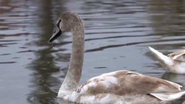 İki genç kuğu durgun suda süzülüyor, yumuşak tüylerini gri ve beyaz tonlarında sergiliyorlar. Huzurlu atmosfer, bir sonbahar öğleden sonrasında doğanın güzelliğini yansıtır..