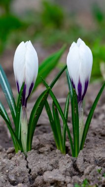 Topraktan yemyeşil yapraklarla çevrili iki beyaz ve mor çiçek çıkar. Bu bahar baharı bahçeye daha sıcak havanın gelişini simgeliyor..