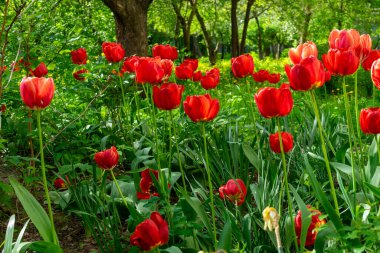 Parlak kırmızı lalelerle dolu bir bahçe doğanın güzelliğini sergiler. Çiçekler yeşil yaprakların arasında serpilmiş, ılık bahar güneşiyle aydınlanmış, barışçıl bir atmosfer yaratıyor..