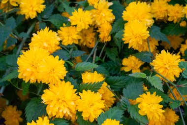 Koyu yeşil yapraklar arasında parlak sarı çiçekler açarak bir bahçede çarpıcı bir görüntü oluştururlar. Güneş ışığı renkleri yükseltiyor, bu neşeli çiçeklerin güzelliğini vurguluyor..