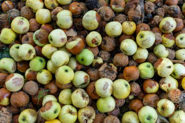 Düşen elmaların büyük bir çeşitliliği yeşil ve kahverenginin farklı tonlarını sergileyerek yerde yatar. Yapraklar meyveler arasında dağılır, ormandaki değişen mevsimi vurgular..