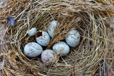 Benekli yumurtaların olduğu küçük bir yuva, doğal bir ortamda dinlenen kuru otlarla özenle örülmüştür. Hassas düzende vahşi doğadaki yeni hayatın güzelliği gözler önüne seriliyor..