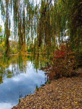 Titrek sonbahar yaprakları sakin bir gölün yanındaki söğüt ağaçlarından sarkmaktadır. Su rengarenk yaprakları yansıtıyor. Gür bir sonbahar gününde huzurlu bir atmosfer yaratıyor..