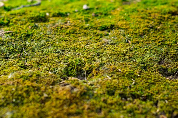 Yeşil yosun örtüleri orman zeminini kaplayarak huzurlu ve huzurlu bir ortam yaratıyor. Güneş ışığı ağaçların arasından süzülür, yosunların zengin dokusunu aydınlatır..