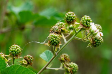 Minik yeşil meyveler, canlı yapraklar ve narin beyaz çiçeklerle çevrili bir sarmaşıkta gelişiyor. Bu da ilkbaharda meyve büyümesinin erken aşamalarını gösteriyor..