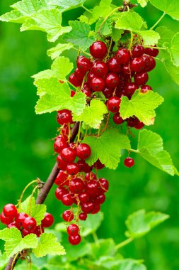 Sıcak yaz güneşi altında parlak yapraklarla çevrili yeşil bir sarmaşıktan sarkık kırmızı kuş üzümü kümeleri sarkıyor. Yeşillik, meyvenin güzelliğini arttırır..