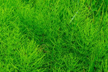 Parlak yeşil çimenlerin yoğun bölgeleri, doğanın güzelliğini ve gün boyunca çevrenin tazeliğini gözler önüne seren canlı bir ortamda zemini kaplıyor..