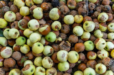 Yeşil ve kahverengi elma çeşitleri, olgunluk ve çürümenin farklı aşamalarını göstererek yere yayılır. Etrafları dökülen yapraklar ve fındıklarla çevrili. Bu da yeni bir hasat olduğunu gösteriyor..