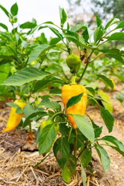 Bahçe ortamındaki yapraklı bir bitkinin üzerinde canlı sarı biberler yetişiyor. Biberler olgunluğun çeşitli aşamalarında, sıcak havalarda gelişebilme yeteneğini gösteriyor..