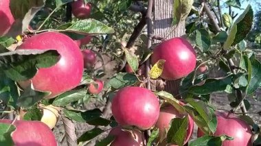Ağaçta elmalar yemyeşil bir meyve bahçesinde olgunlaşıyor. Açık gökyüzü ve ılık güneş ışığı yeşil yapraklara karşı canlı kırmızı meyveyi vurguluyor. Bu da hasat mevsimini işaret ediyor.