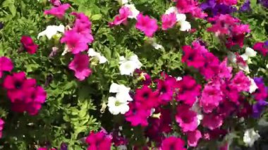 Güzel bir pembe, beyaz ve mor çiçek dizisi yemyeşil bir bahçede gelişir. Bitkiler renk ve yaşam ekler, barışçıl bir atmosfer yaratır. Arılar ve kelebekler çiçekleri ziyaret eder