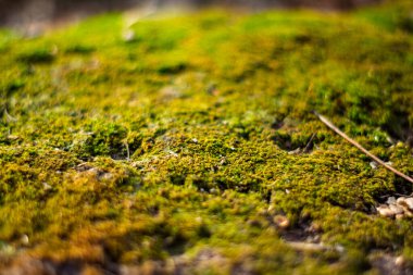 Ağaçların arasından süzülen yumuşak güneş ışığıyla aydınlatılan orman zemininin yemyeşil yosun tabakası. Huzurlu ortam doğanın güzelliğini ve sükunetini sergiliyor..
