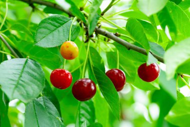 Kiraz ağacı dalları parlak yaz ışığında olgunlaşan renkli kiraz kümelerini sergiler. Yaprakların canlı yeşillikleri meyvelerin zengin tonlarını güzelce tamamlıyor.