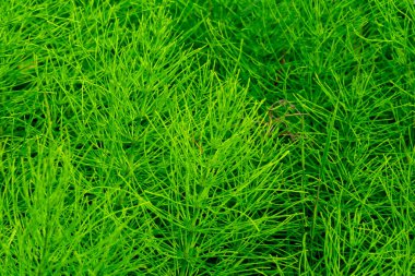Yoğun ve canlı yeşil yapraklar manzarayı dolduruyor, çeşitli dokular ve gölgeler sergiliyor. Güneş batıyor, bitkileri canlı ve ferahlatıcı bir şekilde aydınlatıyor..