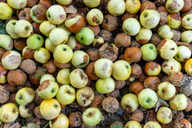 Olgunluğun çeşitli aşamalarında düşen elma koleksiyonu bir meyve bahçesinin zeminini kaplar. Sahne, canlı renkleri ve dokularıyla sonbaharın özünü yakalıyor..