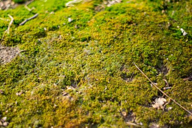 Zemin yoğun, parlak yeşil yosunlarla kaplıdır. Dokuları ve küçük dalları gösterir. Güneş ışığı ağaçların arasından süzülüp, ormanın doğal atmosferini oluşturur..
