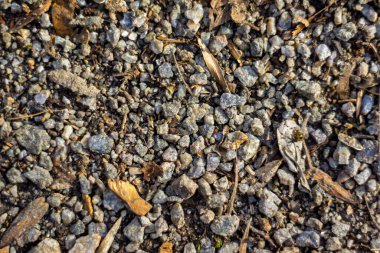 Zemin küçük çakıl taşları ve dağınık yaprakların karışımını sergiliyor, toprak dokusunu sergiliyor. Güneş ışığı çeşitli renkleri ve şekilleri vurgular, doğal bir manzara yaratır..