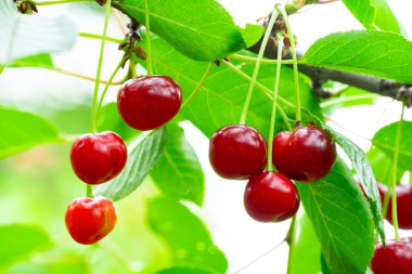 Açık gökyüzünün altındaki bir meyve bahçesindeki yemyeşil yapraklardan sarkan parlak kırmızı kirazlar. Meyve olgunlaşmış ve ışıldıyor. Hasat mevsiminin doruk noktasını işaret ediyor..