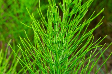 Bu at kuyruğu bitkisi yoğun ve sağlıklı bir büyüme şablonunda canlı yeşil saplar gösterir. Bitkinin eşsiz dokusunu ve yapısını açık hava ortamında sergiliyor..
