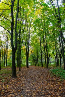 Canlı sonbahar yaprakları sergileyen ağaçlarla dolu sakin bir ormanda dolambaçlı bir yol. Yumuşak düşen yapraklar zemini kaplıyor, açık hava manzarası yaratıyor..