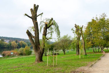 Kesilmiş iki söğüt ağacı, bakımları için dalları kesilmiş, sakin bir nehir kıyısının yanında duruyor. Sonbaharın başlarında çevreleyen yeşil ipuçları, canlı yaprakların değişmeye başlamasıyla,.