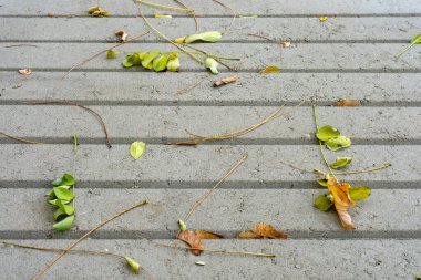 Yapraklar ve dallar çeşitli renklerde beton bir yola saçılmışlar. Sahne, sonbaharın özünü doğal döküntülerle yakalıyor..