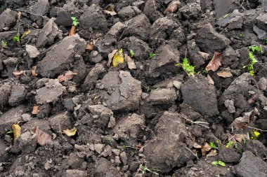 Dark soil is broken into clumps, revealing patches of green plants and leaves. This hint of growth suggests early signs of life in a field prepared for planting. clipart