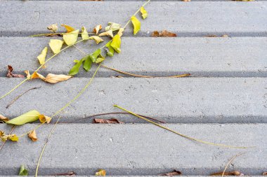 Çeşitli renklerde yapraklar, sonbaharın güzelliğini gösteren pürüzsüz gri beton bir yüzey üzerinde yatar. Sahne, mevsimlerin ve doğanın esnekliğinin değişimini yakalar.