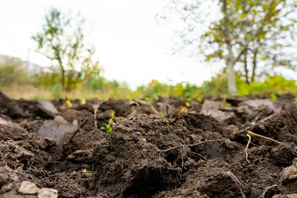 Sakin bir açık hava ortamında, küçük yeşil filizler topraktan filizlenmeye başlarken zengin toprak yaşam belirtileri gösterir. Yakınındaki ağaçlar arka planda gölge oluşturur.