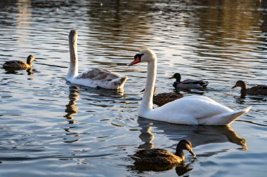 Etrafı çeşitli ördeklerle çevrili iki zarif kuğu huzurlu sularda süzülüyor. Yumuşak akşam ışığı sakin yüzeyi yansıtırken doğa bu huzurlu ortamda gelişir..