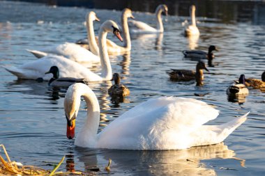 Çok sayıda kuğu ve ördek sakin sularda zarafetle yüzer. Güneş, öğleden sonra saatlerinde huzurlu bir atmosfer yaratırken göle yansıyan manzarayı aydınlatır..