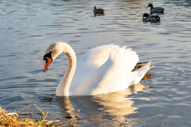Turuncu gagalı beyaz bir kuğu birkaç ördekle çevrili sakin bir göl boyunca süzülür. Güneş, öğleden sonra sulardan yansıyarak huzurlu bir atmosfer yaratır..