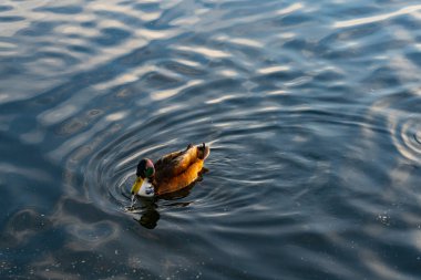 Bir ördek sakin bir göl boyunca sorunsuzca süzülür. Güneş arka planda batarken suda dalgalanmalar yaratır. Sıcak renkleri gökyüzüne yayar ve yüzeye yansıtır..