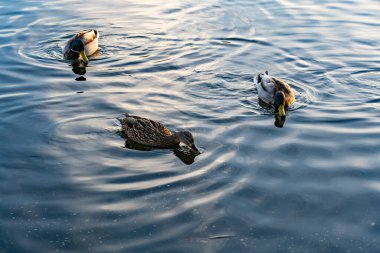 Güneş arka planda batarken üç ördeğin sakin suda yüzdüğü görülüyor. Bir ördek yiyecek ararken diğerleri hafif dalgalarda yüzüyor..