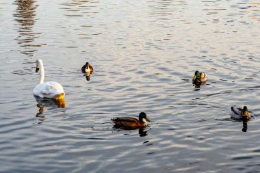 Günbatımının ılık tonlarını yansıtan sakin bir göl beyaz bir kuğu zarif bir şekilde birkaç ördeğin yanında süzülür. Huzurlu su, doğa severler için mükemmel sakin bir atmosfer yaratır..