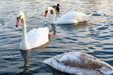 İki zarif kuğu sakin suda süzülüyor, bir ördek tarafından kuşatılmış. Huzurlu göl, zahmetsizce hareket ettiklerinde hafif ışığı yansıtıyor ve huzurlu bir atmosfer yaratıyor..