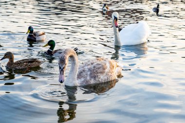 Bir grup ördek ve kuğu, altın saat boyunca sakin bir gölde huzur içinde yüzerek suda hafif dalgalanmalar ve yansımalarla dolu güzel bir ortam yaratıyorlar..