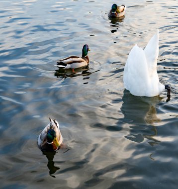 Bir kuğu başını suya daldırıp yiyecek ararken ördekler sakin sularda zarifçe süzülüyor. Gün batımının yumuşak ışığı gölde sakin bir atmosfer yaratır..
