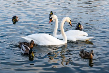 İki zarif kuğu, birkaç ördekle çevrili sakin suda yan yana yüzer. Batan güneş, gölün huzurlu atmosferini vurgulayarak ılık bir parıltı yayıyor..