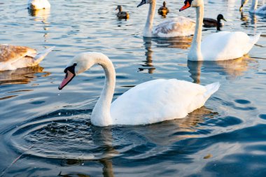 Öğleden sonra gölün sakin sularında süzülen kuğular, beslenirken damlacıklar sıçrıyor. Ördekler yakınlarda yüzer, sakin ortama canlılık katar..