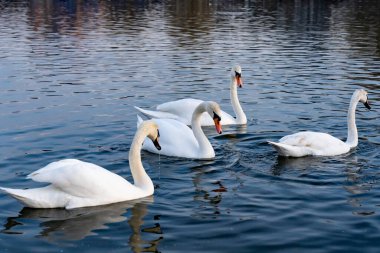 Dört kuğu sakin bir göl boyunca zahmetsizce süzülerek hafif dalgalar oluşturur. Huzurlu sahne, parıldayan su yüzeyine çarpan beyaz tüylerini yakalar..