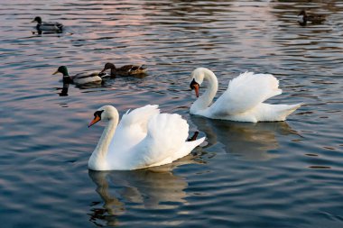 İki zarif kuğu, neşeli ördeklerle çevrili sakin bir gölette zarifçe süzülüyor. Güneş batarken gökyüzü yumuşak renkleri yansıtıyor, huzurlu atmosferi güçlendiriyor..