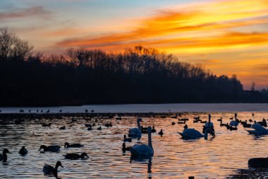 Güneş batarken birkaç kuğu ve ördek suda süzülerek göl üzerinde canlı turuncu ve sarı renkler bırakır. Ağaçların siluetleri arka planda kıyı boyunca uzanır..