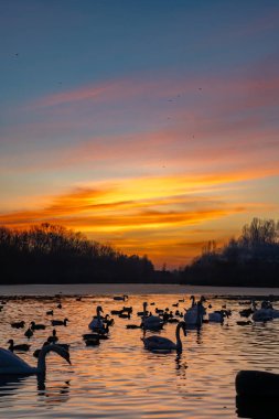 Bir grup kuğu ve ördek gün batımında sakin bir gölde zarafetle yüzerler. Gökyüzü turuncu ve pembeye boyanır, doğada huzurlu bir atmosfer yaratır..