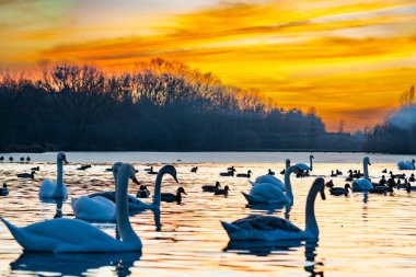 Ördekler yakınlarda yüzerken kuğular zarif bir şekilde suda süzülür, canlı bir günbatımı gökyüzüne karşı. Ağaçların siluetleri sakin göl sahnesini çevreleyerek huzurlu bir atmosfer yaratıyor..
