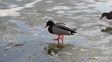 Güneş batarken iki ördek donmuş bir göleti keşfederek sakin bir kış ortamı yaratıyor. Canlı renkleri buzlu manzarayla tezat oluşturuyor, doğanın güzelliğini gözler önüne seriyor.