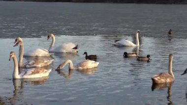 Bir grup kuğu ve ördek dingin bir gölün sakin sularında süzülüyor. Yumuşak dalgalar, açık bir günde doğanın güzelliğini gösteren huzurlu bir çevreyi yansıtıyor.