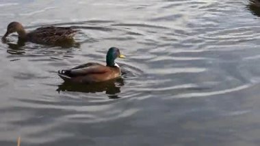 İki ördek, canlı tüylerini sergileyerek gölün sakin sularında süzülüyor. Huzurlu ortam, sahnenin doğal güzelliğini vurgular. Rahatlamak için mükemmeldir.
