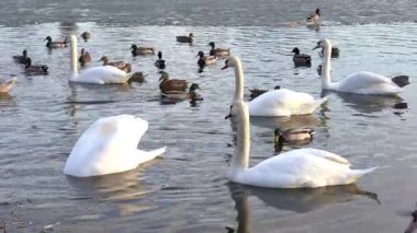 Ördekler yakınlarda kürek çekerken kuğular sakin sularda zarifçe süzülüyor. Bu sakin göl kenarı anı huzurlu bir ortamda doğanın güzelliğini gösteriyor.